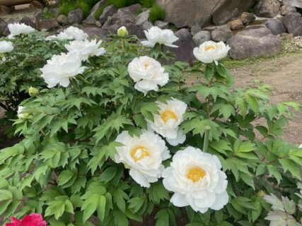 金蛇水神社の花まつり