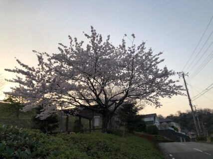 桜と死と