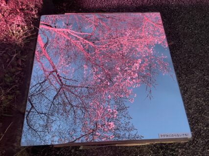 ～2025　桜コレクション～