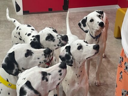 この世の極楽!ダルメシアンカフェ探訪